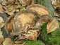 Óriás bokrosgomba (Meripilus giganteus), Mátra